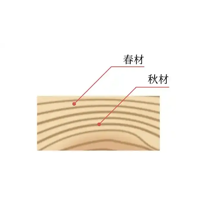浮造-早材與晚材的說明圖片